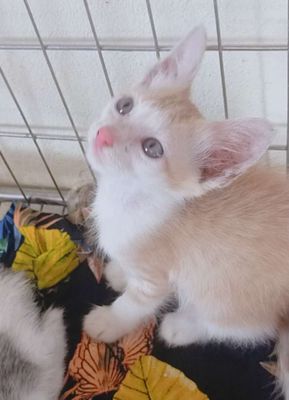 Mèo anh lông dài lai ta vàng trắng