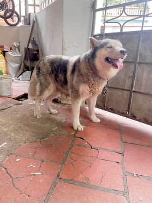 Husky cái tơ