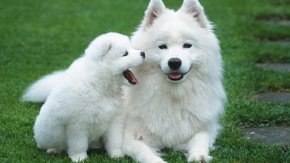 nên mua chó samoyed con
