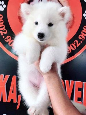 CÚN SAMOYED CỰC YÊU ❤️