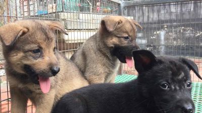 CHÓ MÔNG CỘC CẦN BÁN